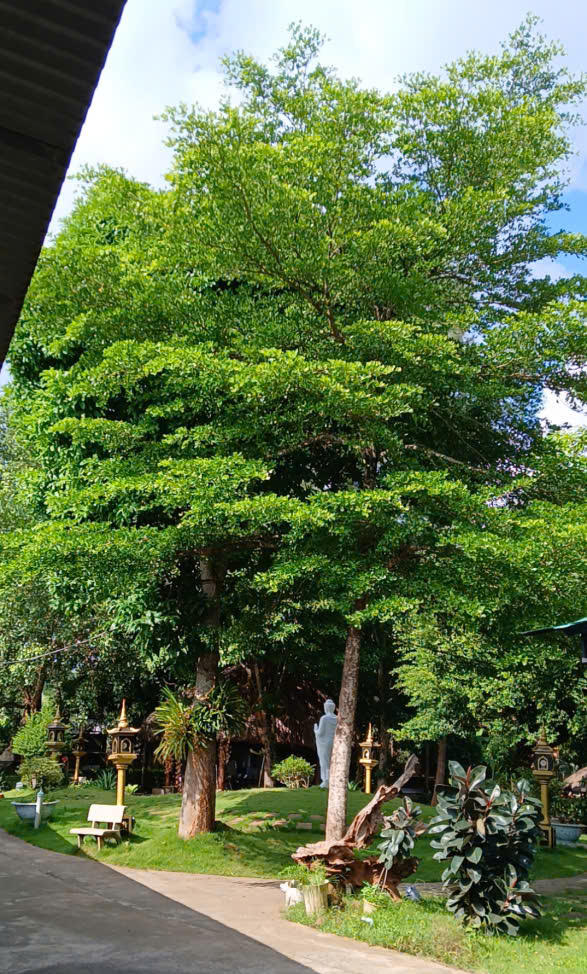mot-ngay-an-lanh-noi-thien-vien-nguyen-khong 2.jpg